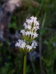 Plectritis macrocera