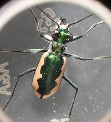 Eunota circumpicta johnsonii