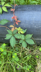 Parthenocissus quinquefolia