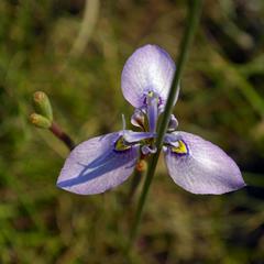 Moraea algoensis