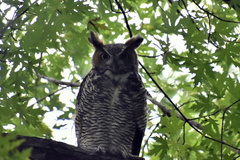 Bubo virginianus