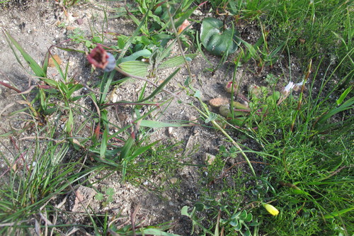 Othonna pinnata