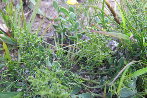 Othonna pinnata