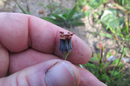 Othonna pinnata