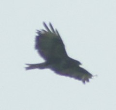 Buteo buteo