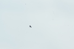 Buteo buteo