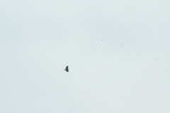 Buteo buteo