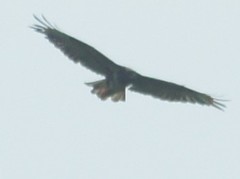 Buteo buteo