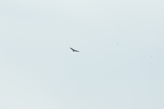 Buteo buteo