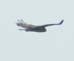 Buteo buteo