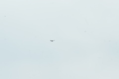 Buteo buteo