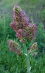 Thalictrum fendleri polycarpum