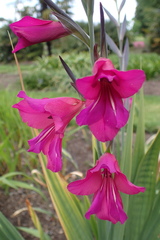 Gladiolus communis byzantinus