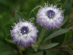 Globularia sarcophylla