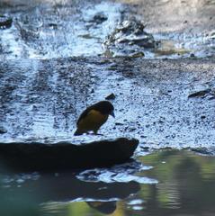 Ploceus bicolor bicolor