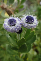Globularia sarcophylla