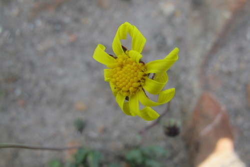 Image of Othonna pinnata by (c) James Deacon, some rights reserved (CC BY-SA)