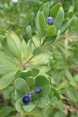 Globularia sarcophylla