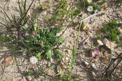 Othonna digitata