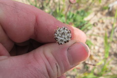 Othonna digitata