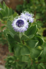 Globularia sarcophylla