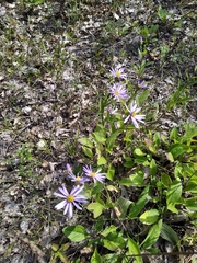 Aster amellus bessarabicus