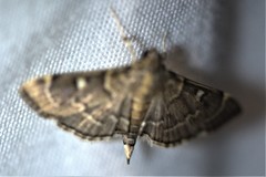 Cryptobotys zoilusalis