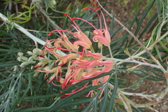 Grevillea