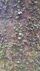 Trichomanes beccarianum