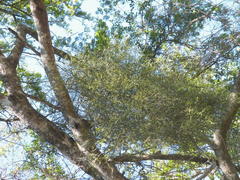 Viscum verrucosum