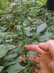 Scrophularia umbrosa