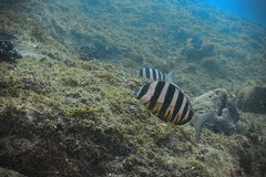 Diplodus hottentotus