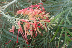 Grevillea