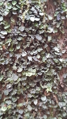 Trichomanes beccarianum