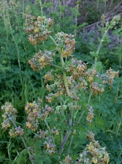 Thalictrum fendleri polycarpum