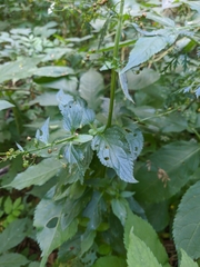 Scrophularia umbrosa