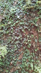 Trichomanes beccarianum