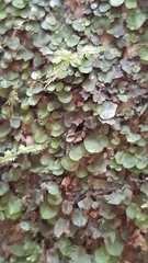 Trichomanes beccarianum