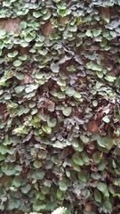 Trichomanes beccarianum