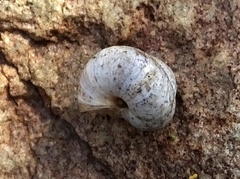 Xerocystis capensis