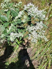 Eupatorium altissimum