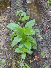 Scrophularia umbrosa