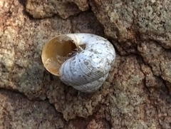 Xerocystis capensis