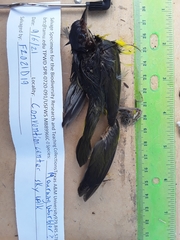 Geothlypis philadelphia
