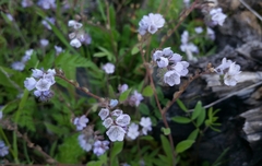 Phacelia breweri