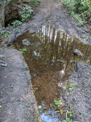 Scrophularia umbrosa