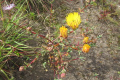 Lampranthus glaucus