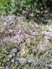 Peucedanum tauricum