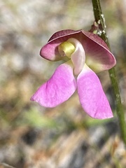 Phaseolus polystachios sinuatus