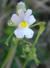 Nemesia denticulata